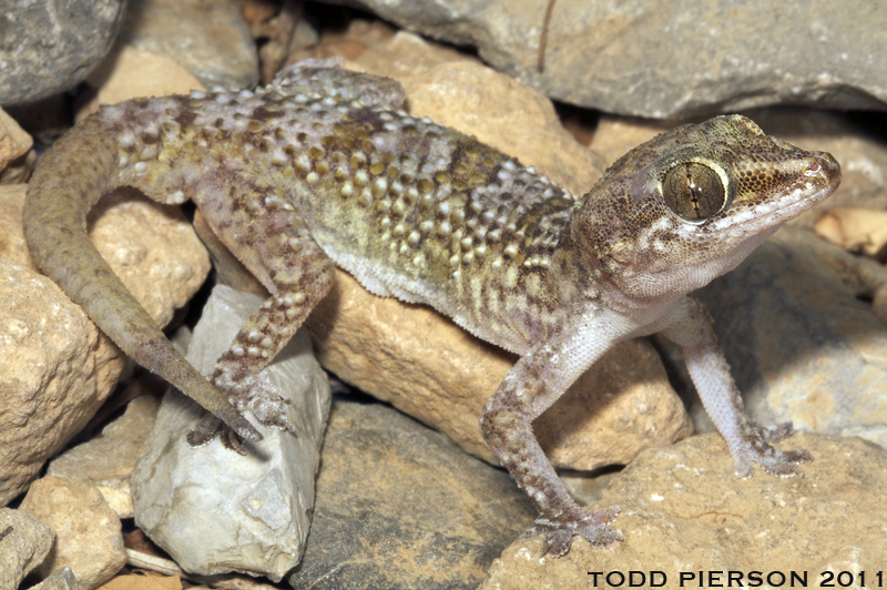Persian Gecko