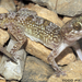 Persian Leaf-toed Gecko - Photo (c) 2011 Todd Pierson, some rights reserved (CC BY-NC)