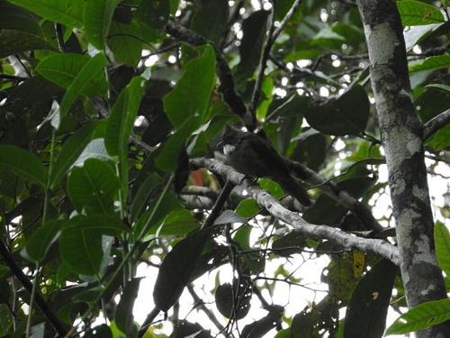Subspecies Alophoixus ruficrissus fowleri · iNaturalist