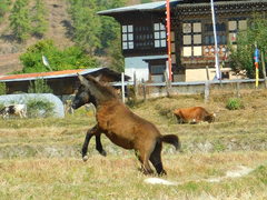 Equus asinus × caballus