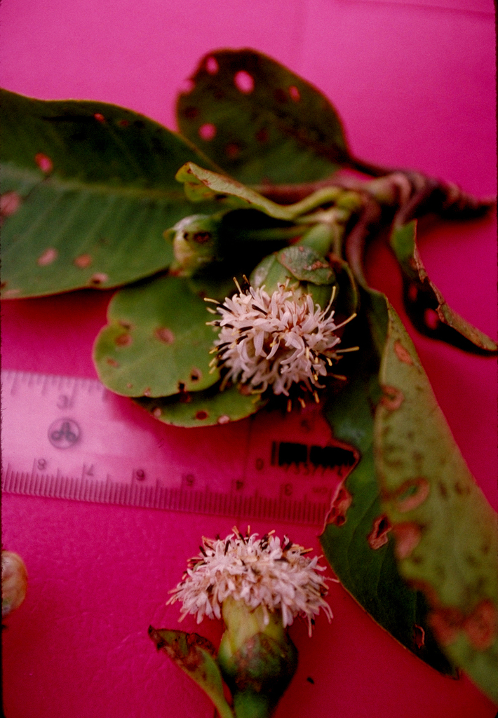 Oparanthus