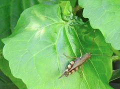 Xenocatantops brachycerus