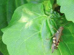 Xenocatantops brachycerus