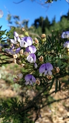 Psoralea platyphylla
