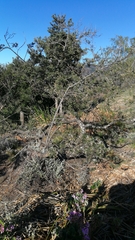 Psoralea platyphylla