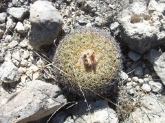 Coryphantha retusa