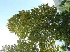 Populus ciliata