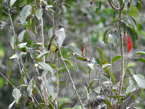 Hemixos cinereus