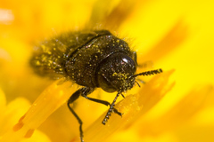 Acmaeodera retifera
