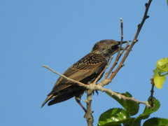 Sturnus vulgaris