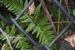 Dryopteris bissetiana