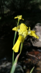 Moraea huttonii