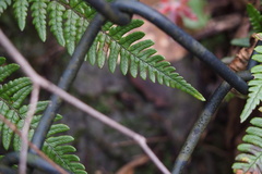 Dryopteris bissetiana