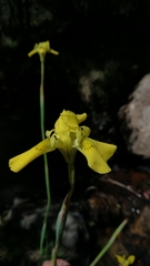 Moraea huttonii