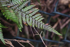 Dryopteris bissetiana
