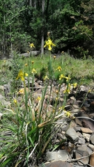 Moraea huttonii