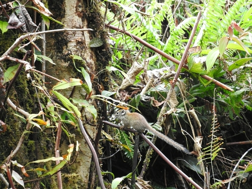 Sundasciurus jentinki