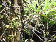 Sundasciurus jentinki