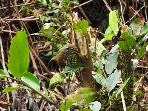 Jentink's Squirrel