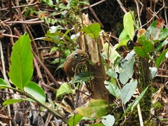 Sundasciurus jentinki