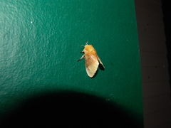 Megalopyge bissesa