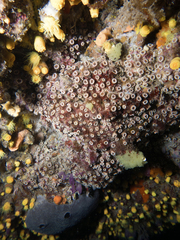 Polycyathus muellerae