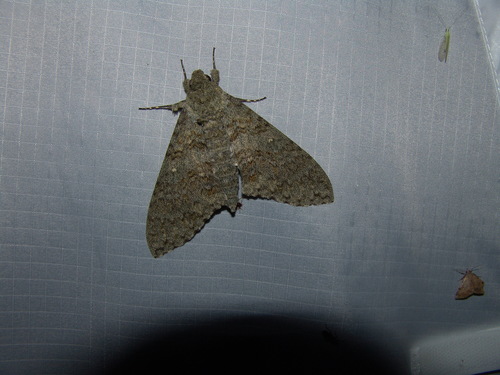 Muscosa Sphinx photo 5