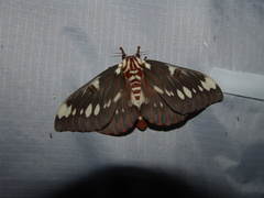 Citheronia splendens sinaloensis