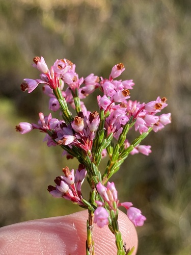 Purpletip Heath