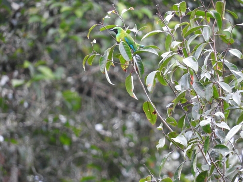 Chloropsis kinabaluensis