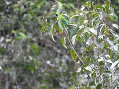 Chloropsis kinabaluensis
