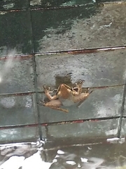 Chalcorana chalconota