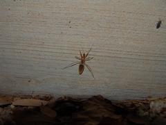 Zeluroides americanus