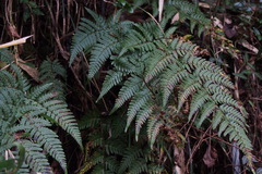 Dryopteris bissetiana