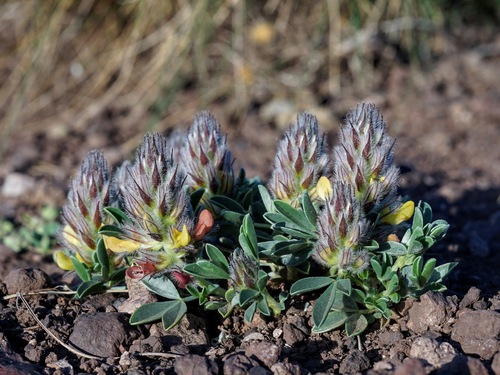 Image of Dalea jamesii by (c) Andrew Tree, some rights reserved (CC BY)