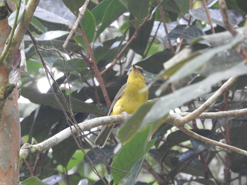 Pachycephala hypoxantha