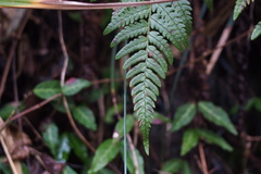 Dryopteris bissetiana