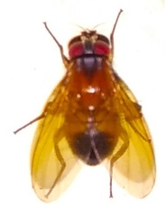 Dichaetomyia
