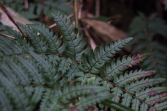 Dryopteris bissetiana