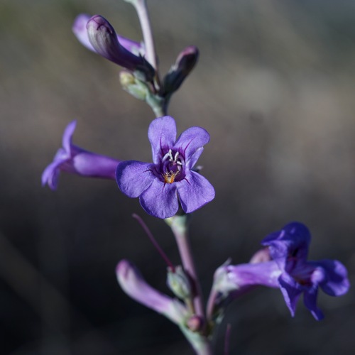 Image of Penstemon fendleri by (c) Andrew Tree, some rights reserved (CC BY)