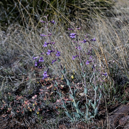 Image of Penstemon fendleri by (c) Andrew Tree, some rights reserved (CC BY)