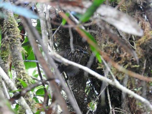 Eyebrowed Wren-Babbler (Napothera epilepidota), photo 4