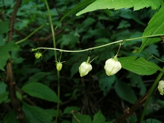 Ceratiosicyos laevis