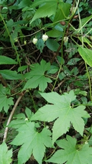 Ceratiosicyos laevis