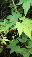 Ceratiosicyos laevis