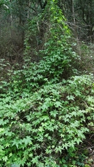 Ceratiosicyos laevis
