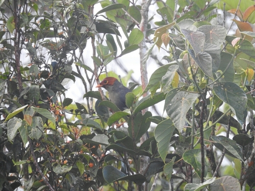 Chestnut-hooded Laughingthrush (Pterorhinus treacheri), photo 7