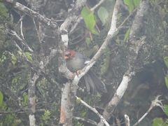 Pterorhinus treacheri