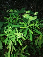 Euphorbia kraussiana