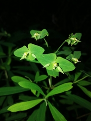Euphorbia kraussiana